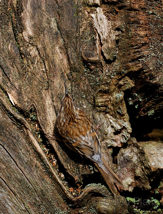 Treecreeper - D.jpg - Treecreeper in cryptic posture - Forest of Dean